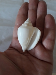 Laevistrombus canarium