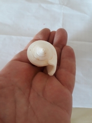 Laevistrombus canarium