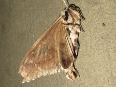 Kentrochrysalis