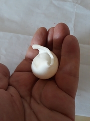 Laevistrombus canarium