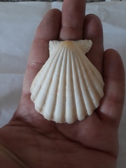 Pecten