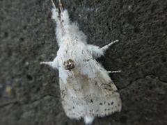 Calliteara pseudabietis