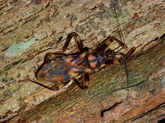 Acanthaspis inermis