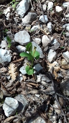 Aristolochia lutea