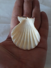 Pecten