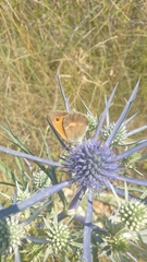 Coenonympha
