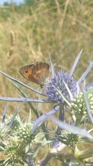 Coenonympha