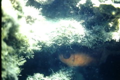 Priacanthidae