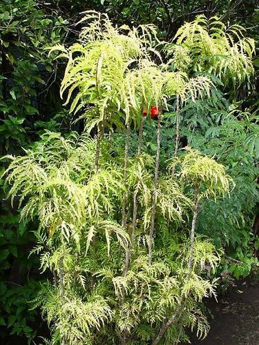 Polyscias cumingiana