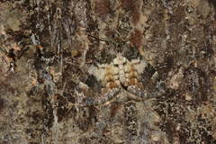 Dysstroma latefasciata