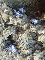 Echinolittorina placida