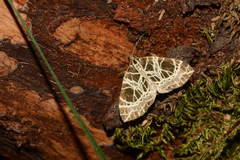 Eustroma reticulata