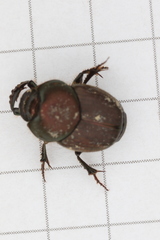 Onthophagus verticicornis