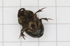 Onthophagus verticicornis