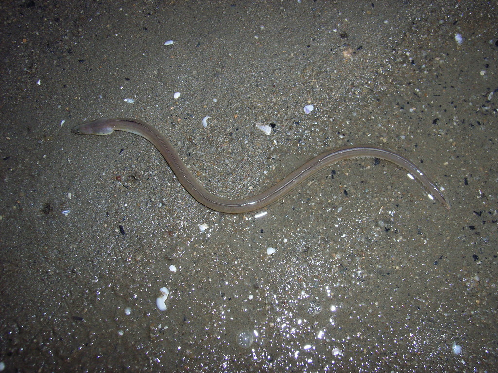 Burrowing snake eel (Pisodonophis cancrivorus) — Ophichthidae