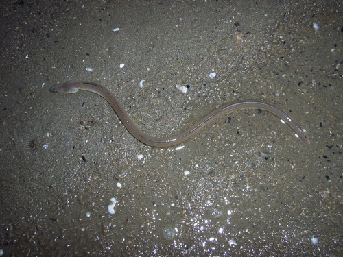 Pisodonophis cancrivorus
