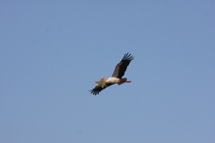 Ciconia ciconia
