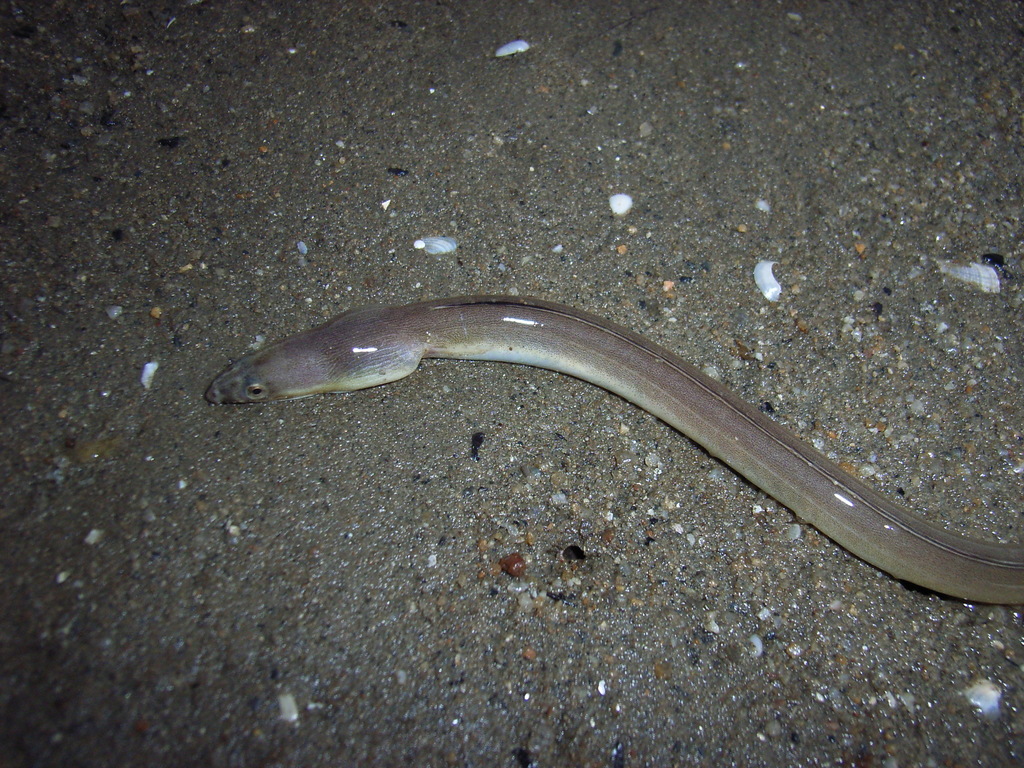 Longfin snake-eel