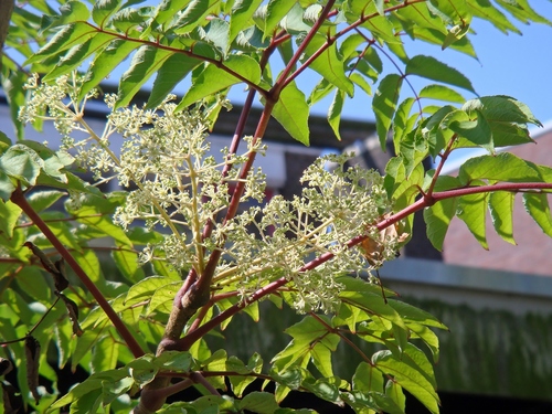 Japanese angelica tree