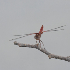 Urothemis signata insignata