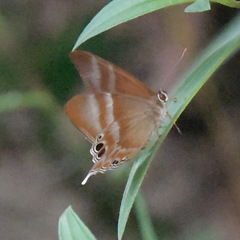 Abisara savitri