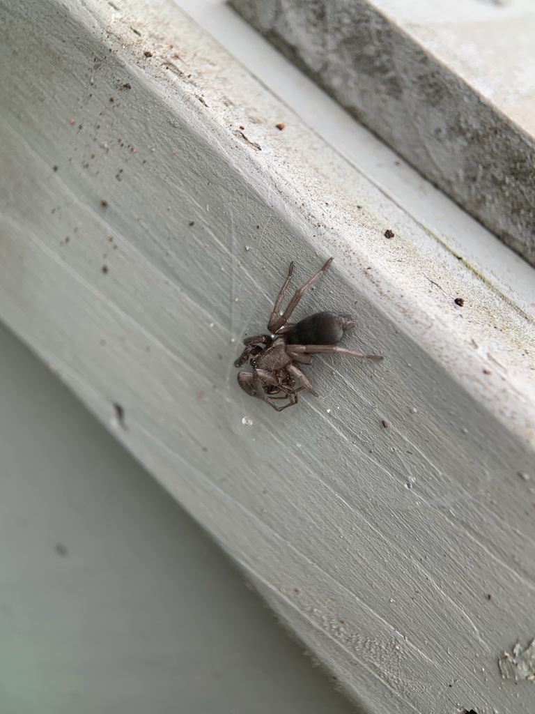 Mouse spider (Scotophaeus blackwalli)
