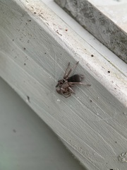 Scotophaeus blackwalli