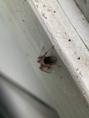 Scotophaeus blackwalli