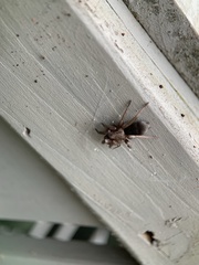 Scotophaeus blackwalli