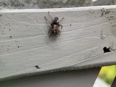 Scotophaeus blackwalli