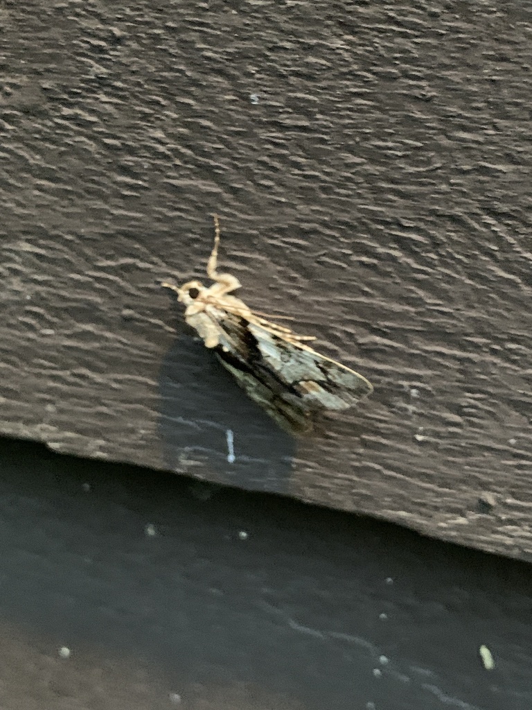 Hawthorn Underwing Moth