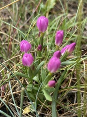 Centaurium littorale