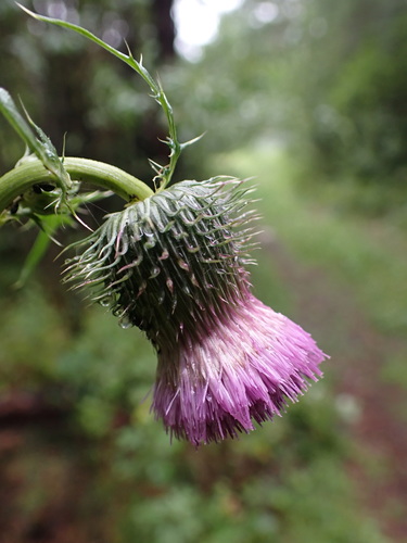 Cirsium pendulum iNat (3)
