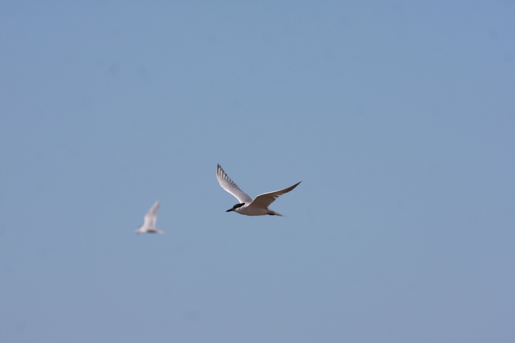 큰부리제비갈매기 from Agadir-Ida-Ou Tanane Province, Morocco on 2018년 03월 24일 (토) at 02:14 오후 by gediminas · iNaturalist... 
