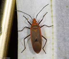 Dysdercus fuscomaculatus