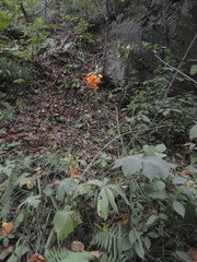 Lilium distichum