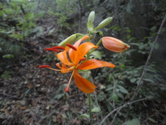 Lilium distichum