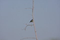 Cyanistes teneriffae
