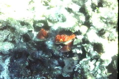 Carpilius corallinus