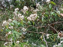 Syzygium zeylanicum