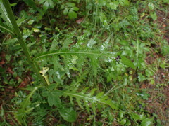 Cirsium pendulum