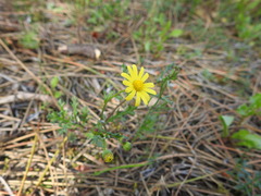Senecio gallicus