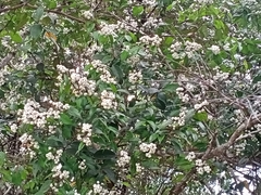 Syzygium zeylanicum