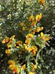 Bossiaea rhombifolia