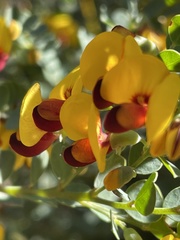 Bossiaea rhombifolia