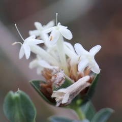 Pimelea glauca