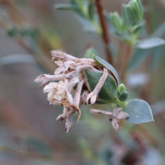 Pimelea glauca