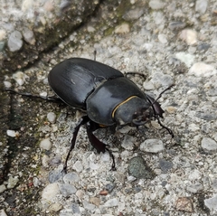 Lucanus cervus