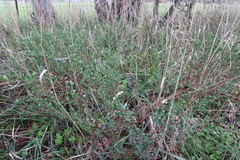 Pimelea glauca