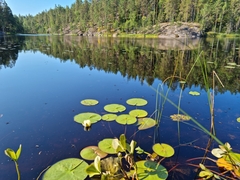 Nymphaea candida